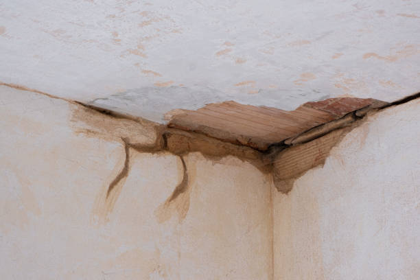 Best Mold removal after water damage  in Salida, CO