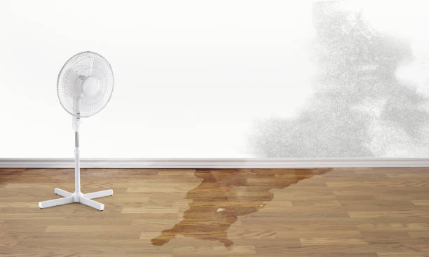 Best Ceiling water damage repair  in Salida, CO