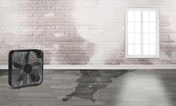Best Professional water damage repair  in Salida, CO